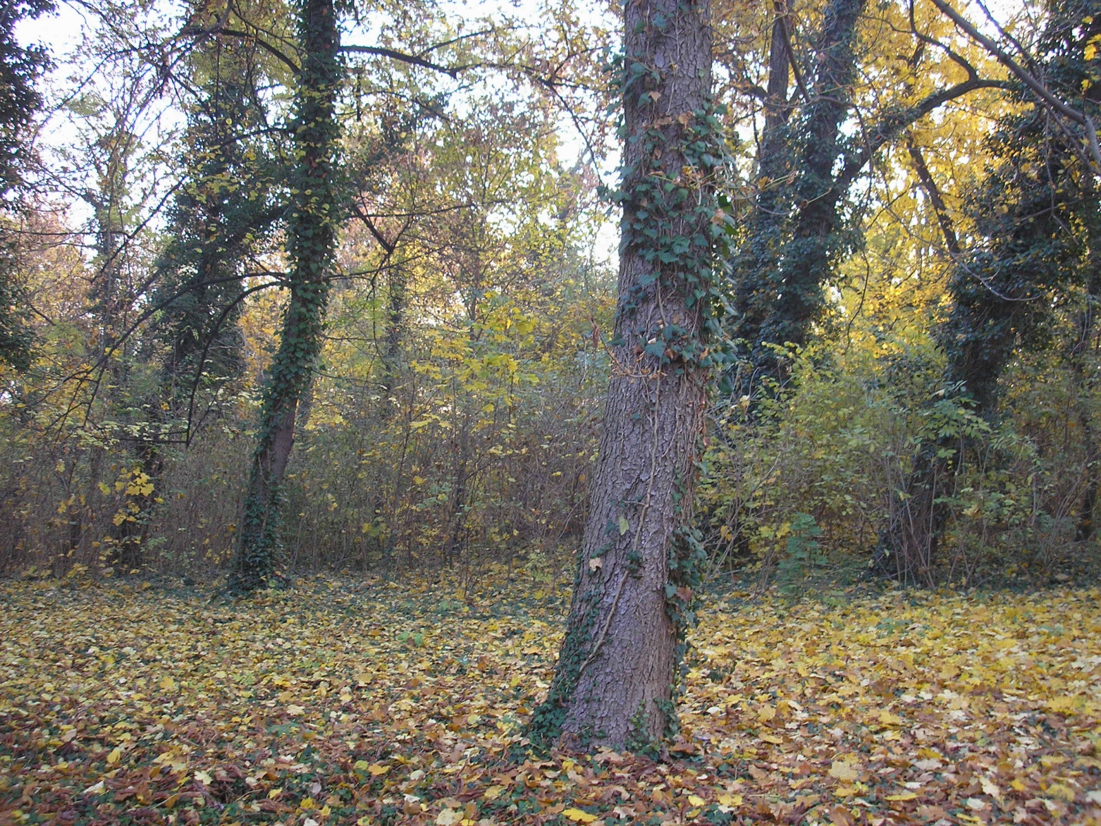 Fotogaléria Mojmírovské kroky, Mojmírovský park - revitalizácia parku II. etapa 2011 (7) Mojmírovské kroky, Mojmírovský park - revitalizácia parku II. etapa 2011
